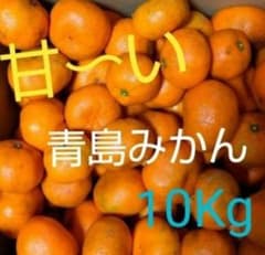 ★本日発送★無農薬★青島みかん 約10Kg 甘いです！のサムネイル