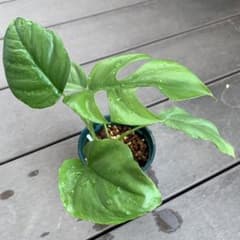 ヒメモンステラ 元斑入り茎伏せ苗（メルカリ便）② - メルカリ