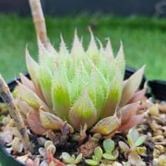 多肉植物　専用ページ　青雲の舞　ウンブラティコラ抜き苗　ハオルチアのサムネイル