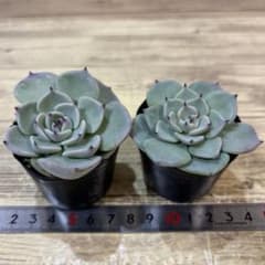 訳あり 円 2苗セット ミックスベリア おらいさん 抜き苗 札なし - メルカリ