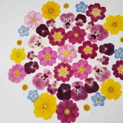 押し花素材 ③のサムネイル