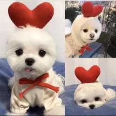 犬、猫服　かわいい　Mサイズ　ふわふわのサムネイル