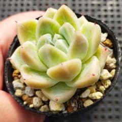 か*ん様 ケッセルリンギアナ×バニラココのサムネイル