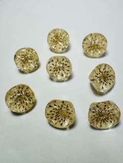 ドライフラワー入り カボション8個 直径1.5cm 厚さ0.9cmのサムネイル