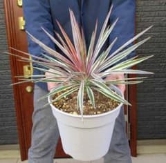 【現品】ユッカ・アロイフォリア・斑入り！！バリエガタ　８号　K2番 現品】ユッカ・アロイフォリア・斑入り！！バリエガタ 8号 K2番