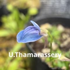 食虫植物 ウトリクラリア タマラセリー - メルカリ