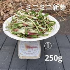①3/28行者ニンニク、ミニミニ新芽250gのサムネイル