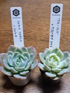 ☆オーズさん苗☆第4種郵便☆月曜日発送予定☆ - メルカリ