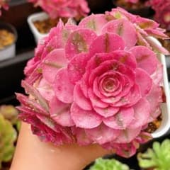 写真現物 アエオニウム ライチ 抜き苗 4号鉢 多肉植物 - メルカリ