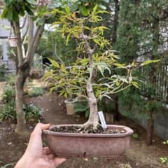 盆栽 紅葉 ブンカモミジ 中品盆栽 健康的な中型盆栽 - メルカリ
