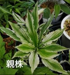 タチギボウシ(コバギボウシ) 種子 20粒以上のサムネイル