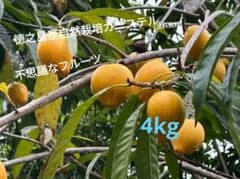 自然栽培カニステル！　4kgのサムネイル