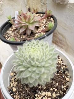 多肉植物 センペルビウム 錦 2種セット 抜き苗 - メルカリ