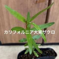 カリフォルニア大実ザクロ ザクロ苗 7.5cmポット➃“ ネコポスで発送