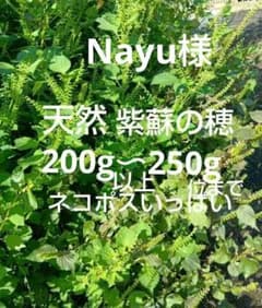 紫蘇の実 - 4