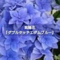 宿根草【八重咲き】紫陽花『ダブルタッチエダムブルー』５号【花終了に付き】宅急便♪ 宿根草【八重咲き】紫陽花『ダブルタッチエダムブルー』5号【花終了に