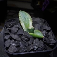 D2797【鉢植え発送】アガベ チタノタ ジャガーノート錦 斑入り - メルカリ