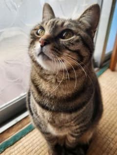 猫の写真のサムネイル