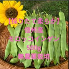 【高原野菜】信州産モロッコインゲン　500g 無農薬栽培　収穫したて柔らか！のサムネイル