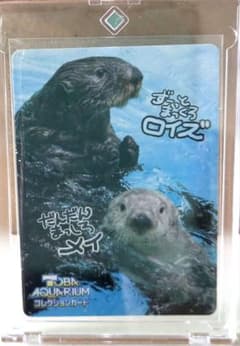 鳥羽水族館 コレクションカード ラッコ ロイズ メイ - メルカリ
