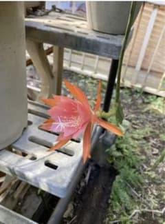 カット苗　芳月美人　月下美人　サボテン　おまけのサムネイル