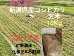 令和7年産 新潟県産コシヒカリ 玄米10kg 農家直送　対象農薬・化学肥料5割減のサムネイル