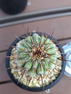 copiapoa columnaalba コピアポア　コルムナアルバ　弧竜丸