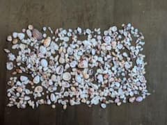 天然 貝殻 詰め合わせ たっぷりパック (約200g)ハンドメイド DIY素材のサムネイル