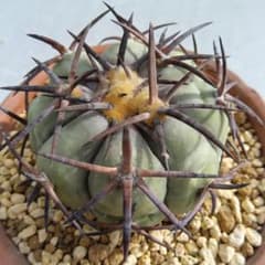 【黒刺強刺実生】花王丸エキノカクタス国内繁殖サボテン（太平丸雷帝翠平コピアポア） 黒刺強刺実生】花王丸エキノカクタス国内繁殖サボテン（太平丸雷帝翠平
