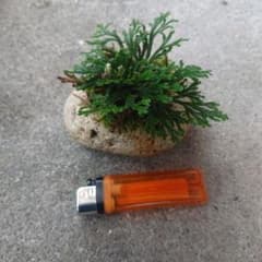 岩松 イワヒバ 盆栽 石付け 山野草 L | Shop at Mercari from Japan