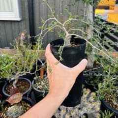 早い者勝ち！ オペルクリカリア パキプス × ヒファエノイデス hyb株 根
