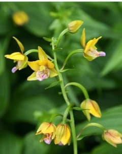 山野草 カキラン - メルカリ