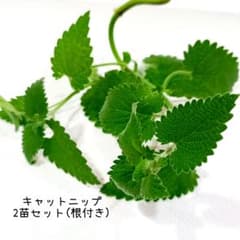 キャットニップ　キャットミント　猫草　猫　猫グッズ　ハーブ　イヌハッカ　4のサムネイル
