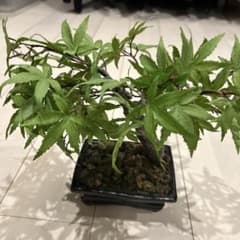 盆栽 もみじ フェイクグリーン 鉢植え　エミリオロバ 盆栽 もみじ フェイクグリーン 鉢植え エミリオロバ - メルカリ