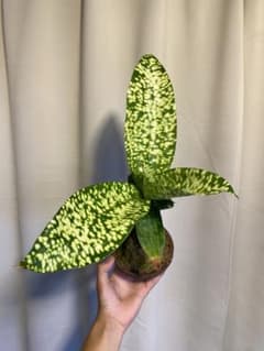 ブルーリーフぎのざDracaenaJT Stardustデレメンシス綴化 ブルーリーフぎのざ様専用DracaenaJT Stardustデレメンシス綴化 - メルカリ