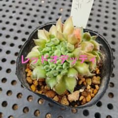 多肉植物 センペルビウム　レッドオデッティのサムネイル