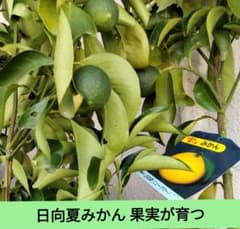 果実を収穫　日向夏 みかんの苗木のサムネイル