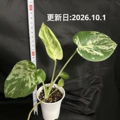 モンステラ　デリシオーサ　バルバソーのサムネイル
