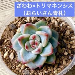 ざわわ×トリマネンシス♡おらいさん苗♡札なし ざわわ×トリマネンシス♡おらいさん苗♡札なし - メルカリ