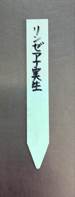 リンゼアナ実生 札のみ おらいさん苗 多肉植物 - メルカリ