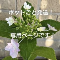 ⑥紫陽花【隅田の花火】苗 挿し木抜き苗 つぼみ付き♪1本 - メルカリ