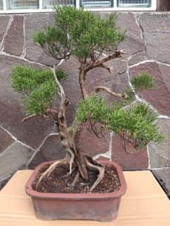 鉢ごと】真柏 盆栽 ジン シャリ ミヤマビャクシン【沖縄離島不可