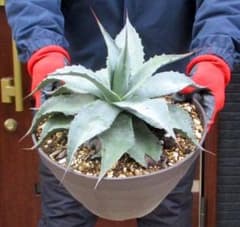 現品】アガベ・オバティホリア・バンジー 9号 D9番 - メルカリ