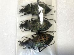 中国産カブリモドキのサムネイル