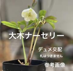 発送お任せ❣️□大木ナーセリー□原種デュメトルム交配 クリスマス