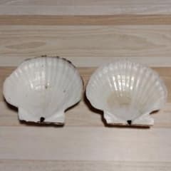 天然ホタテ貝殻のサムネイル