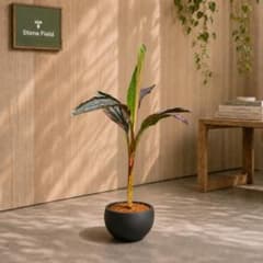 深みのある葉色が魅力的なムサノノ4A 観葉植物 沖縄育ち 5号鉢 高さ