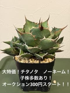 アガベ　コンパクトノーネーム　子株 アガベ チタノタ 未生 ノーネーム 子株多数 大目玉300円スタート