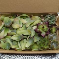 多肉植物 韓国苗 葉挿し用80g+小苗セット‼️ラスト！のサムネイル