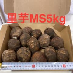 里芋 MS5kgのサムネイル